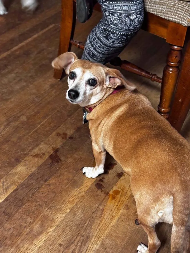 Daisy  D thumbnail 2