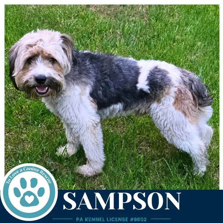 An adult medium-sized male Tricolor (Brown, Black, & White) Terrier dog named Sampson for adoption in Kimberton, PA