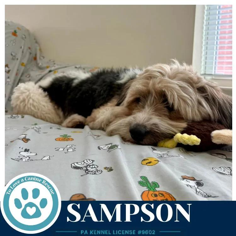 Sampson thumbnail 2