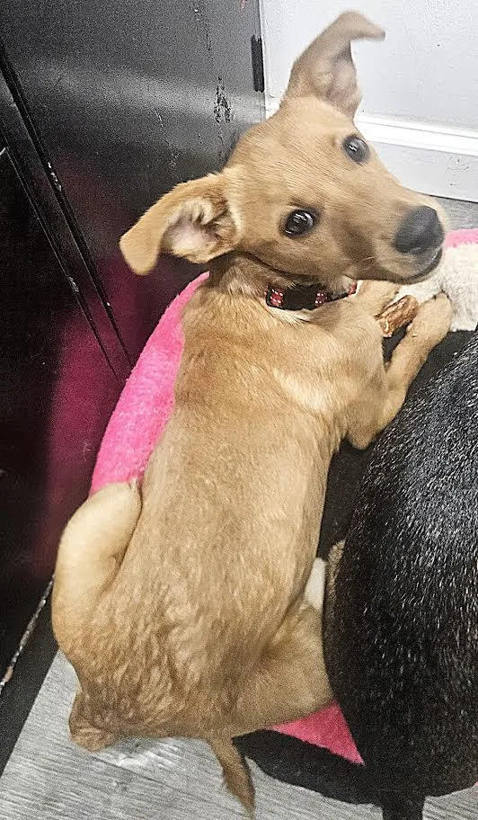 A baby small-sized female Yellow / Tan / Blond / Fawn Terrier dog named Eloisa for adoption in CORPUS CHRISTI, TX