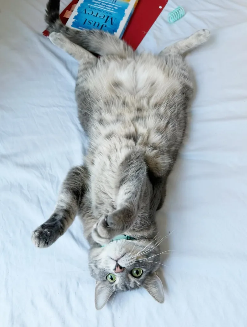 A young medium-sized male Gray / Blue / Silver Russian Blue cat named Skip is just fun for adoption in Bedford Hills, NY