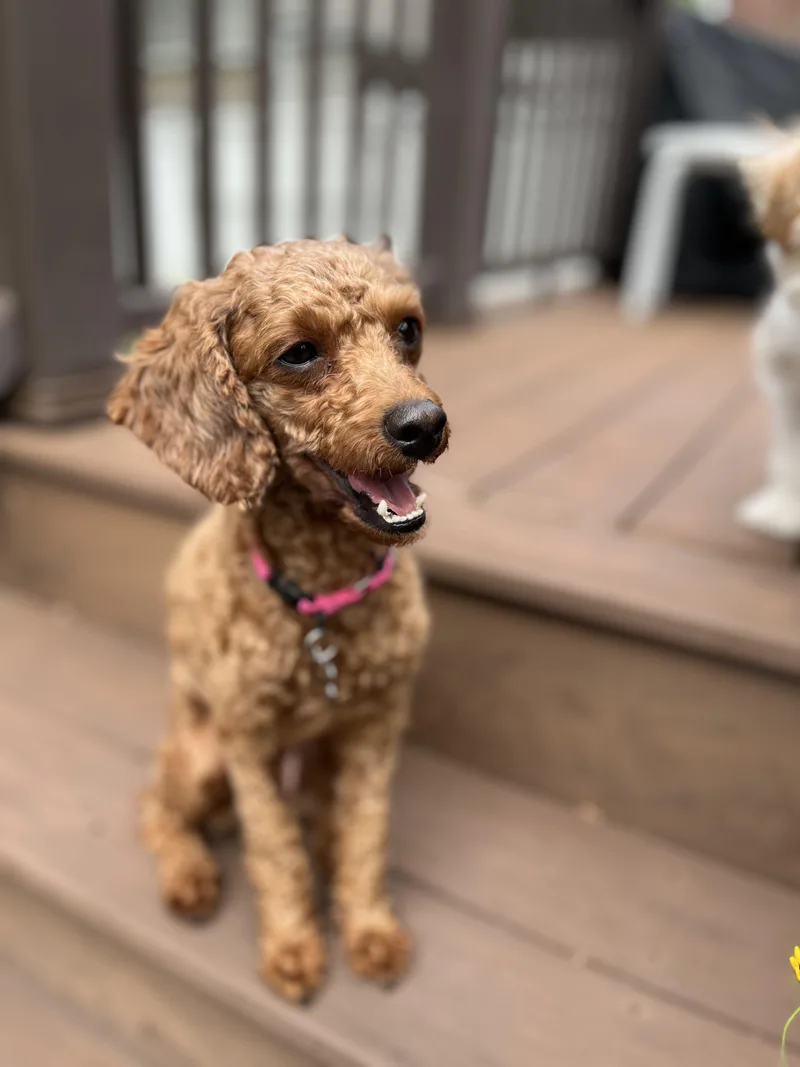 Penny Lane