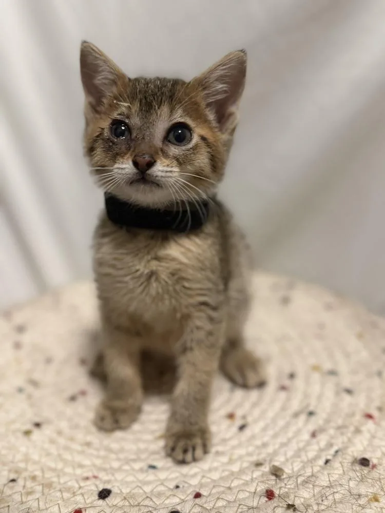 A baby small-sized male Abyssinian cat named Hugo for adoption in Palatine, IL