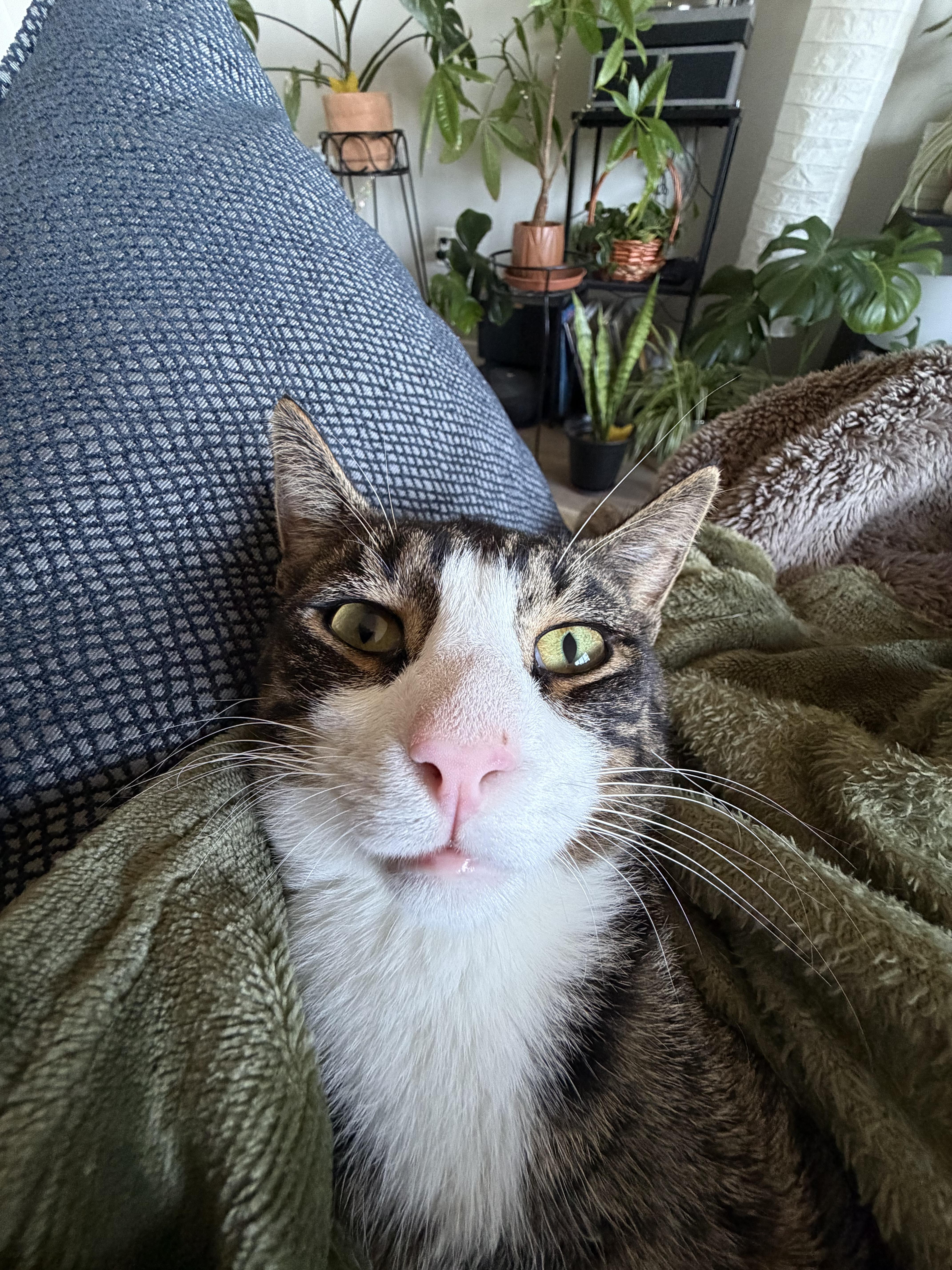 A young medium-sized male Domestic Short Hair cat named Percy for adoption in Bayonne, NJ