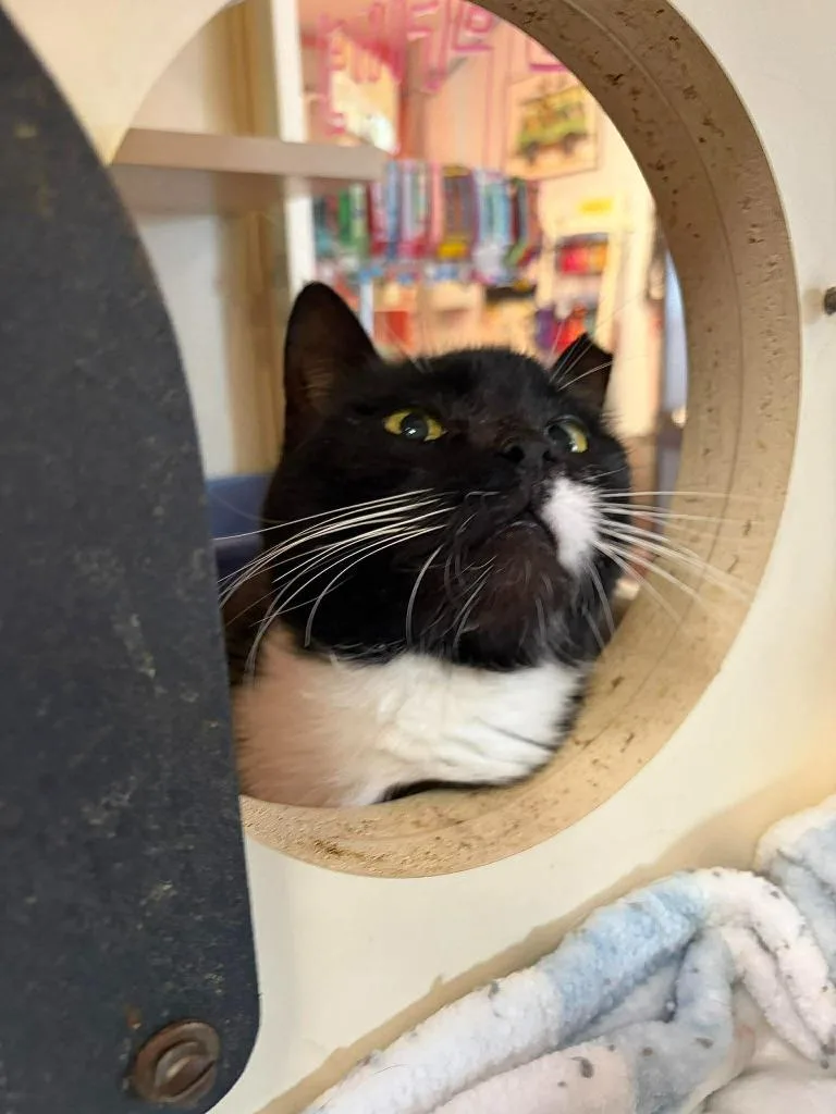 An adult medium-sized female Domestic Short Hair cat named Mary Bella for adoption in Sebastian, FL