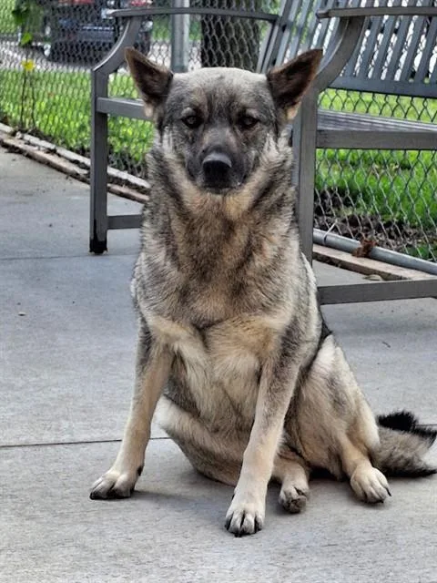 A young medium-sized female Norwegian Elkhound dog named Ellie for adoption in Olathe, KS