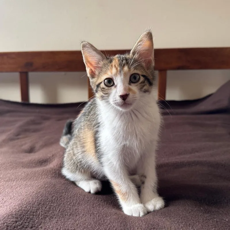 Mizz Match thumbnail 2