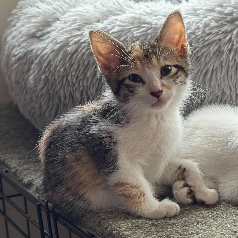 Mizz Match thumbnail 3