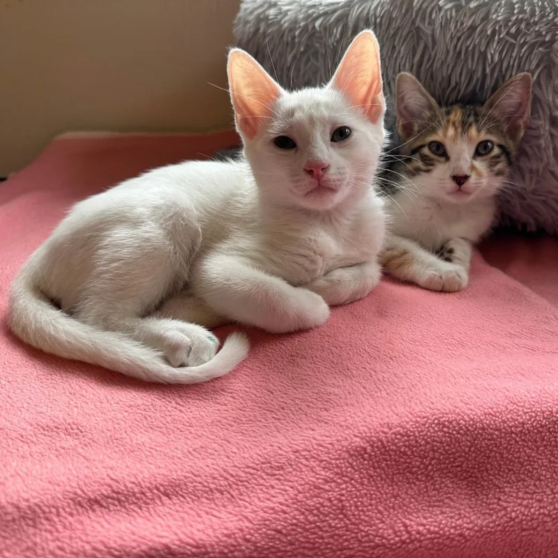 Mizz Match thumbnail 4