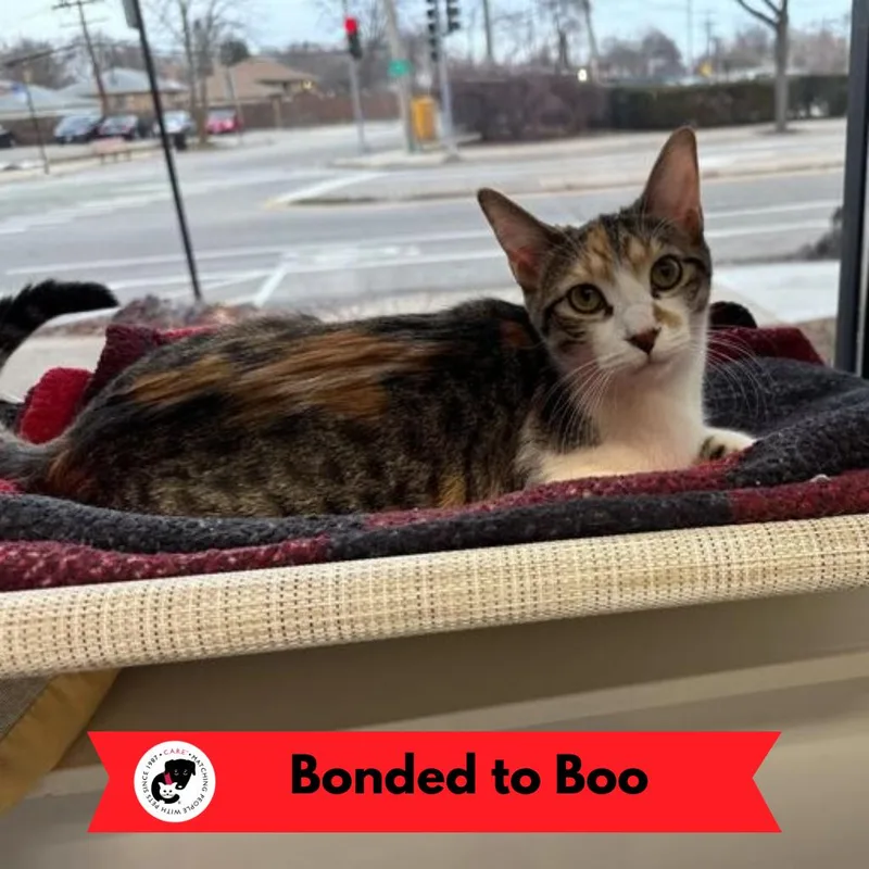 Mizz Match thumbnail 5