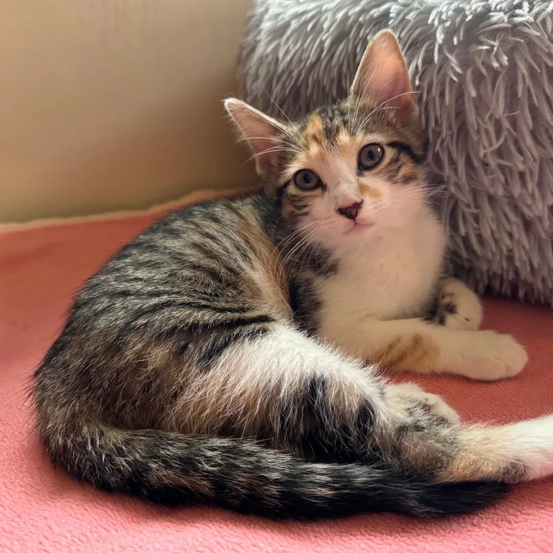 Mizz Match thumbnail 6