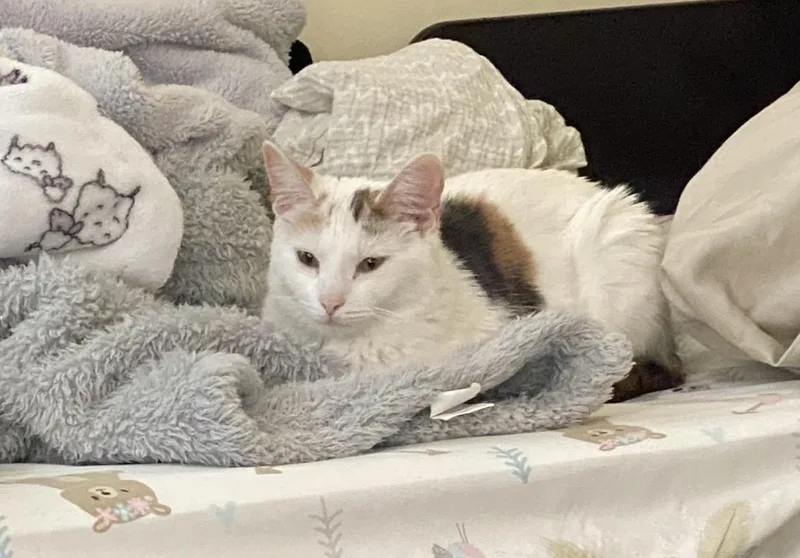 A young small-sized female Calico Domestic Short Hair cat named Emmi & Roo for adoption in Manchester, NH