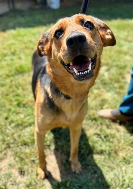 An adult medium-sized female German Shepherd Dog dog named Suryah for adoption in York, SC