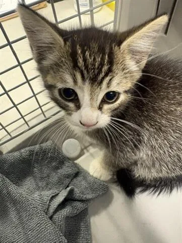 A baby small-sized male Domestic Short Hair cat named War Machine for adoption in San Martin, CA