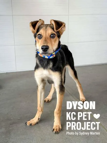 A young medium-sized male Black Mixed Breed dog named Dyson for adoption in Kansas City, MO