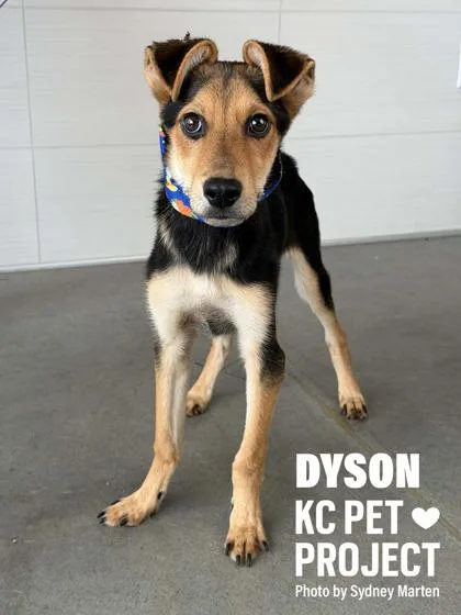 Dyson thumbnail 3