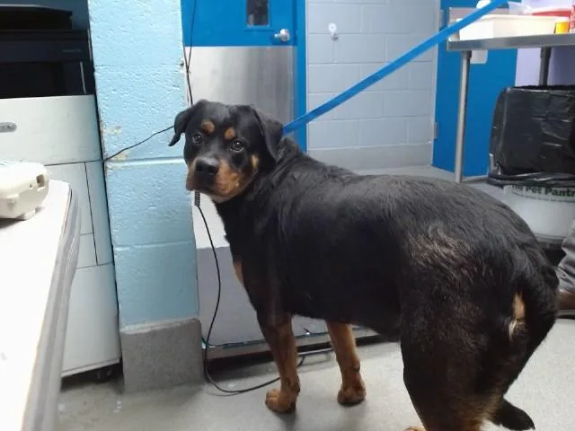 An adult medium-sized male Rottweiler dog named Timmy for adoption in Albuquerque, NM
