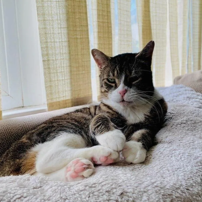 A senior small-sized male Brown / Chocolate Domestic Short Hair cat named Alex for adoption in New York, NY