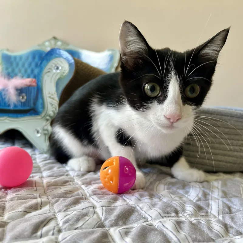 A baby medium-sized female Black & White / Tuxedo Domestic Short Hair cat named Linda for adoption in Seymour, TN