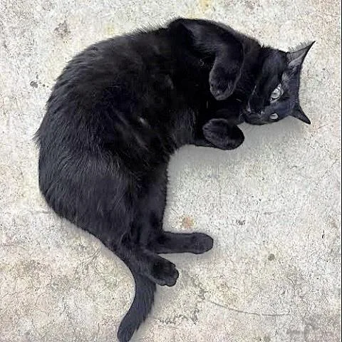 An adult medium-sized male Black Domestic Short Hair cat named Captain for adoption in Salt Lake City, UT