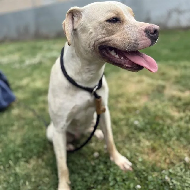 A young medium-sized female Labrador Retriever dog named Rue for adoption in Huntsville, AL