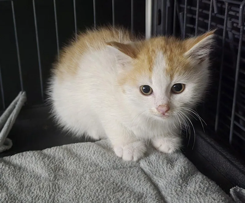A baby medium-sized male Orange & White Domestic Short Hair cat named Pennyworth for adoption in Trenton, NJ