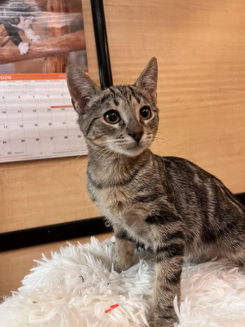 A young medium-sized male Gray / Blue / Silver Domestic Short Hair cat named Simba for adoption in Scottsdale, AZ