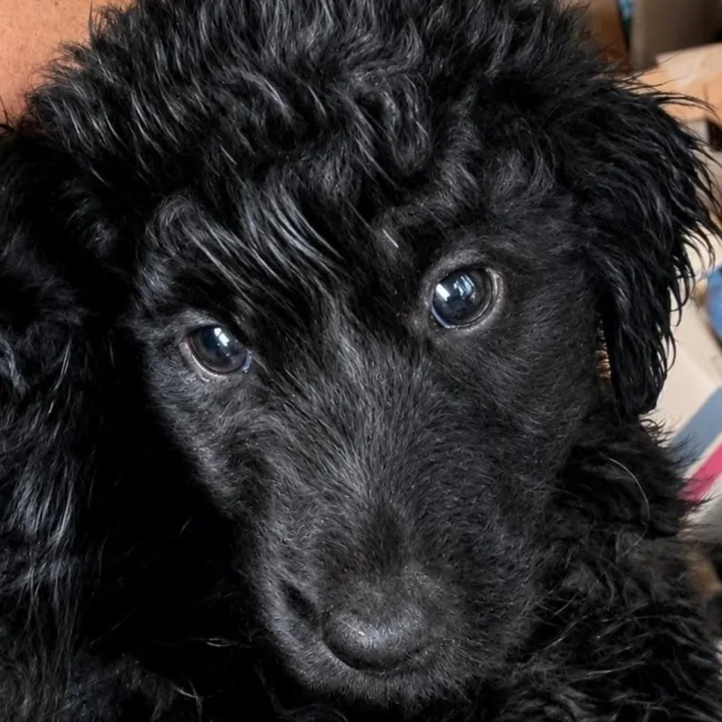Penelope
