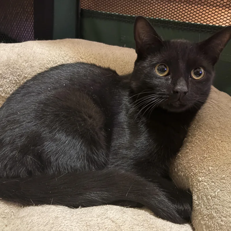 Chapstick thumbnail 2