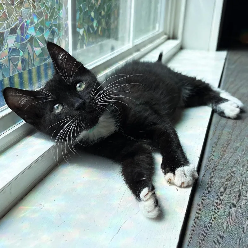 A baby small-sized male Black & White / Tuxedo Domestic Short Hair cat named Grifter for adoption in Asheville, NC