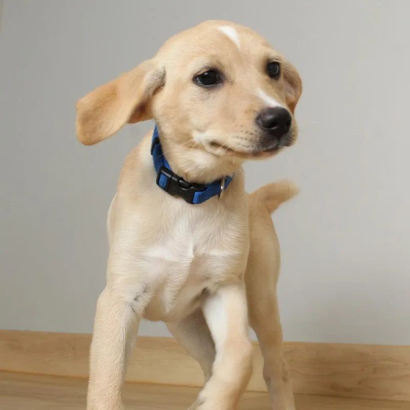 A baby medium-sized female Yellow / Tan / Blond / Fawn Labrador Retriever dog named Potato Salad D for adoption in Minnetonka, MN