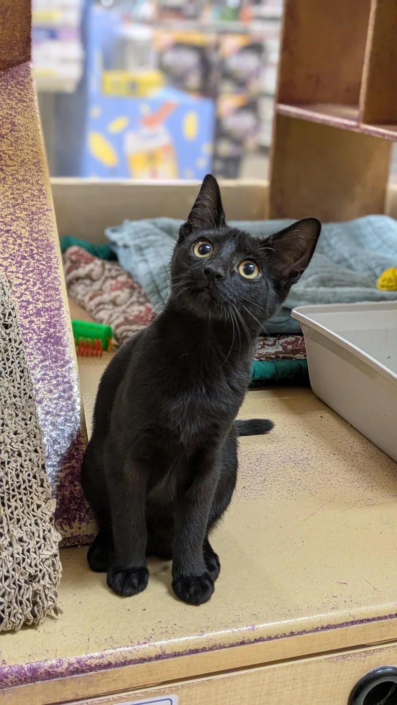 A baby medium-sized male Black Domestic Short Hair cat named Oba & Rhea for adoption in Buffalo, NY