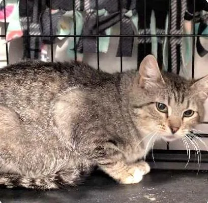 A young medium-sized female Domestic Short Hair cat named Cranberry for adoption in Ogden, UT
