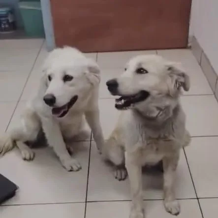 A young medium-sized female Apricot / Beige Labrador Retriever dog named Maple for adoption in San Diego, CA