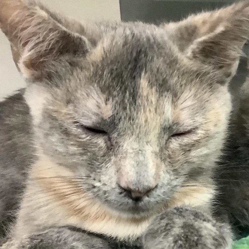 A baby small-sized female Tortoiseshell Domestic Short Hair cat named Aurora for adoption in Redwood City, CA