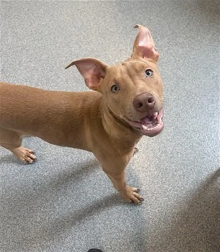 A young small-sized male Pit Bull Terrier dog named Barber for adoption in Toledo, OH