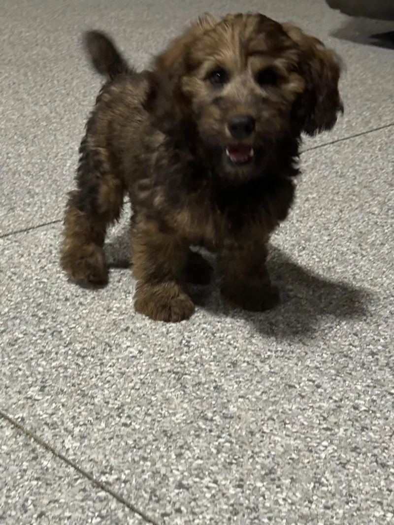 A baby small-sized male Wheaten Terrier dog named Paulie the Whoodle for adoption in Antwerp, OH