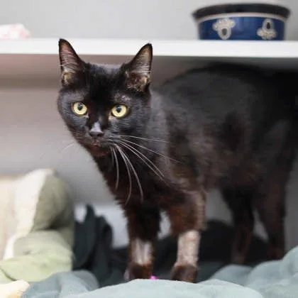 An adult small-sized male Black Domestic Short Hair cat named Batman for adoption in Atlanta, GA