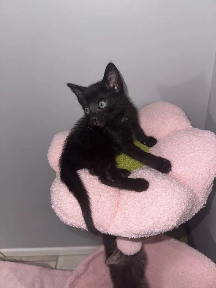 A baby medium-sized male Black Domestic Short Hair cat named Albus for adoption in Clinton Township, MI