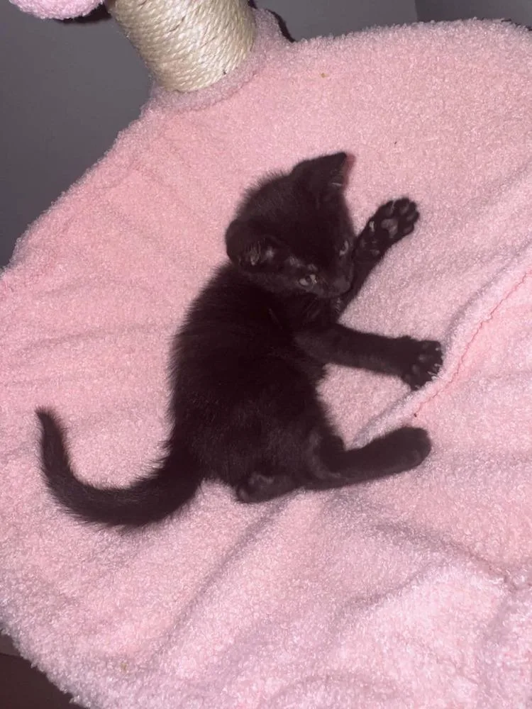 Albus thumbnail 3