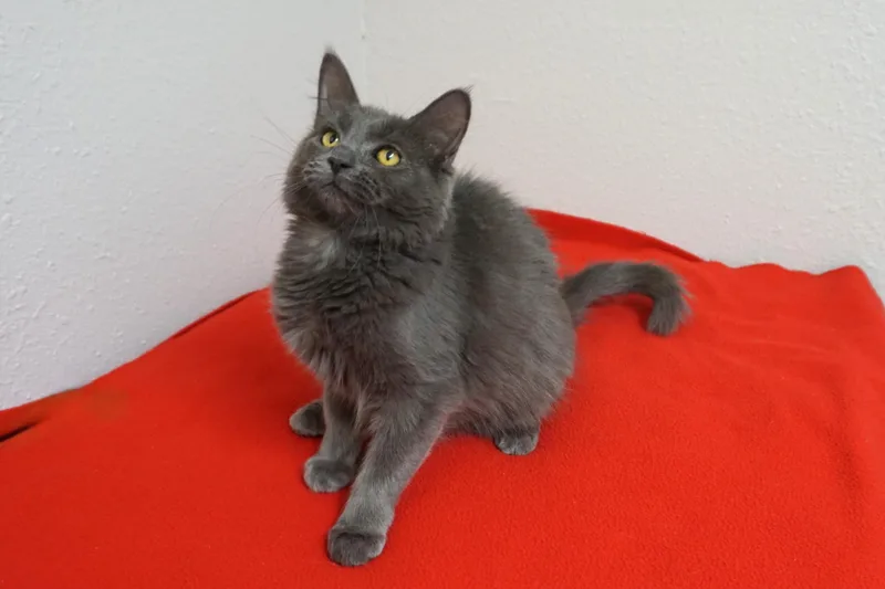A young medium-sized female Domestic Medium Hair cat named Fierie for adoption in Fountain Hills, AZ