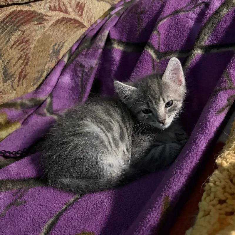 A baby small-sized male Gray / Blue / Silver Domestic Short Hair cat named Pippin for adoption in Columbia, MO