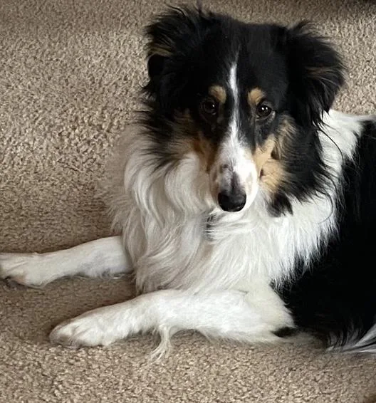 An adult small-sized female Tricolor (Brown, Black, & White) Shetland Sheepdog / Sheltie dog named Shelties for adoption in Circle Pines, MN