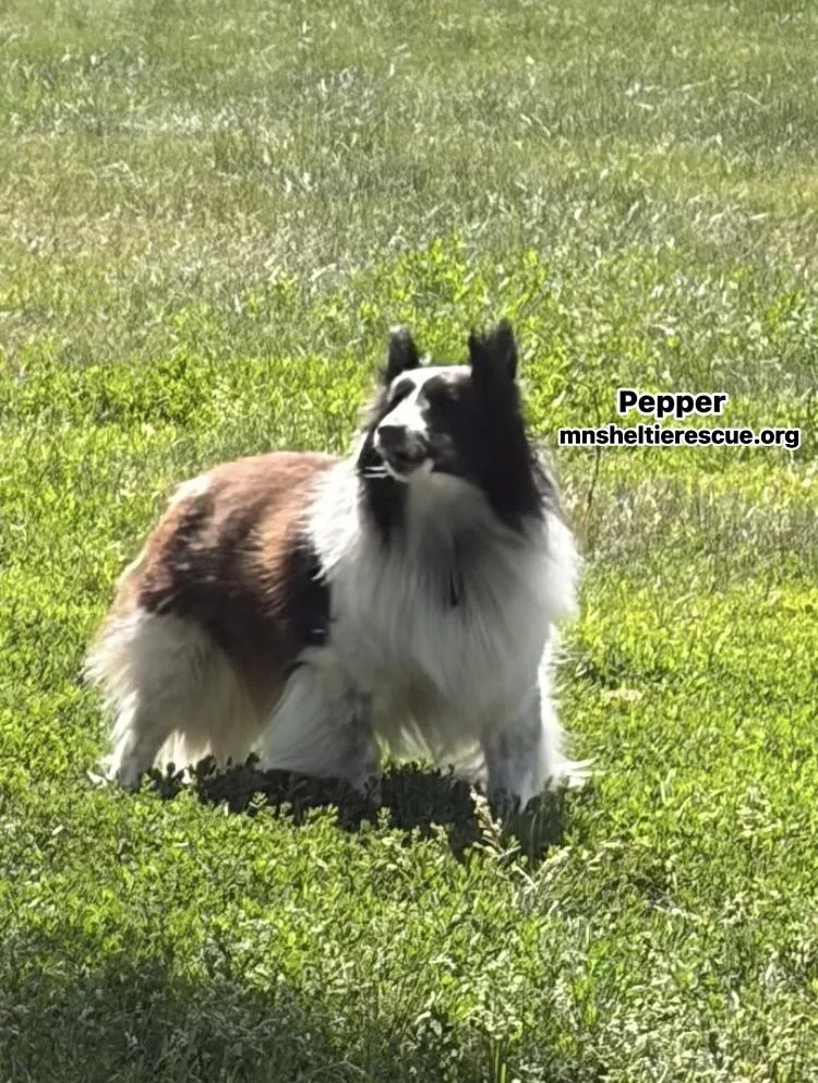 Shelties thumbnail 2