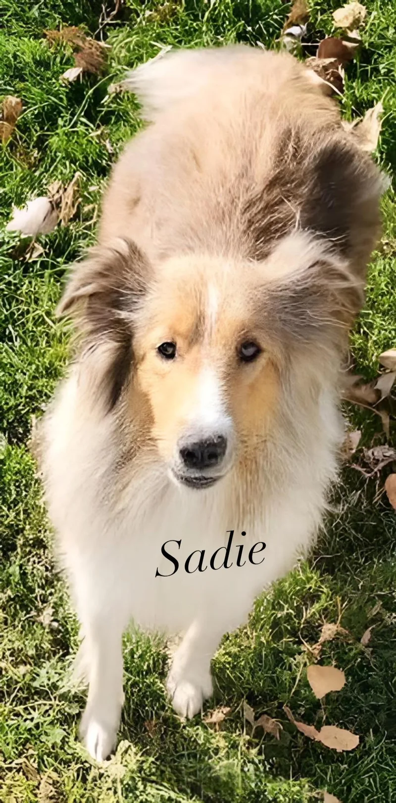 Shelties thumbnail 3