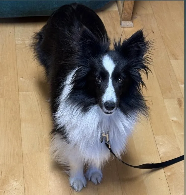 Shelties thumbnail 4
