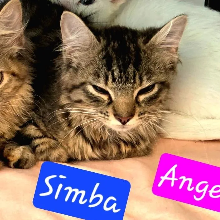A baby small-sized male Brown / Chocolate Domestic Long Hair cat named Simba for adoption in Jessup, MD