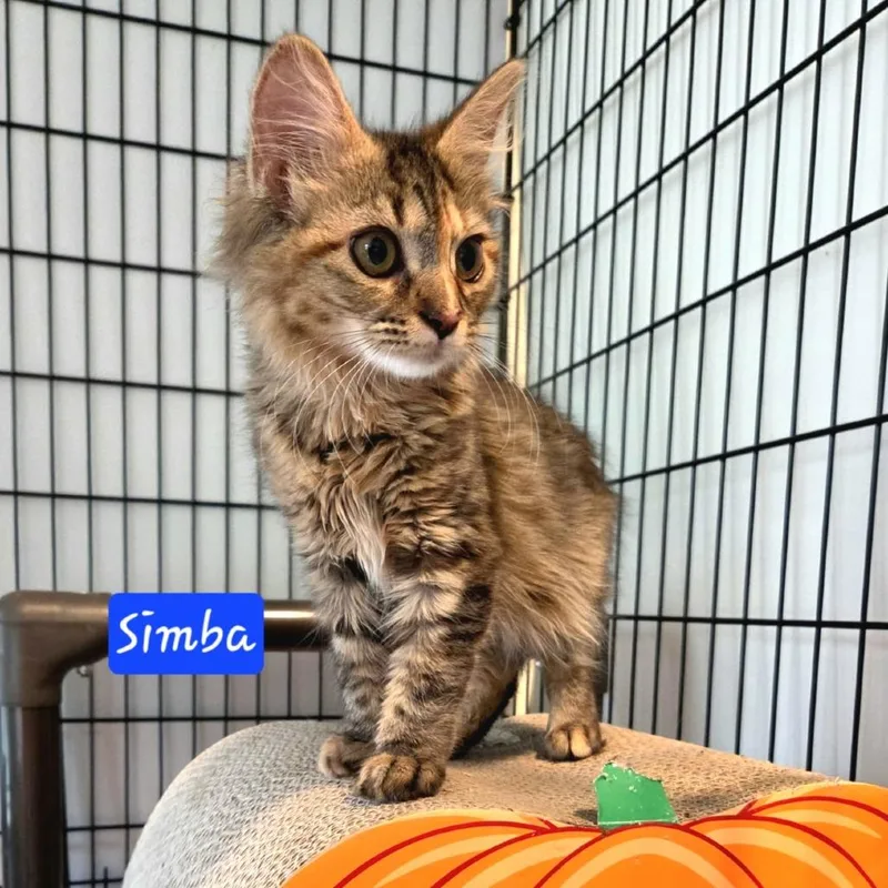 Simba thumbnail 2