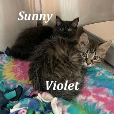 Sunny thumbnail 2