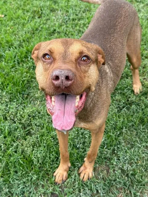 An adult medium-sized male Pit Bull Terrier dog named Scrappy for adoption in Riverside, CA